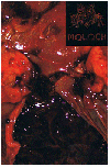 METH DRINKER / MOLOCH "Split"